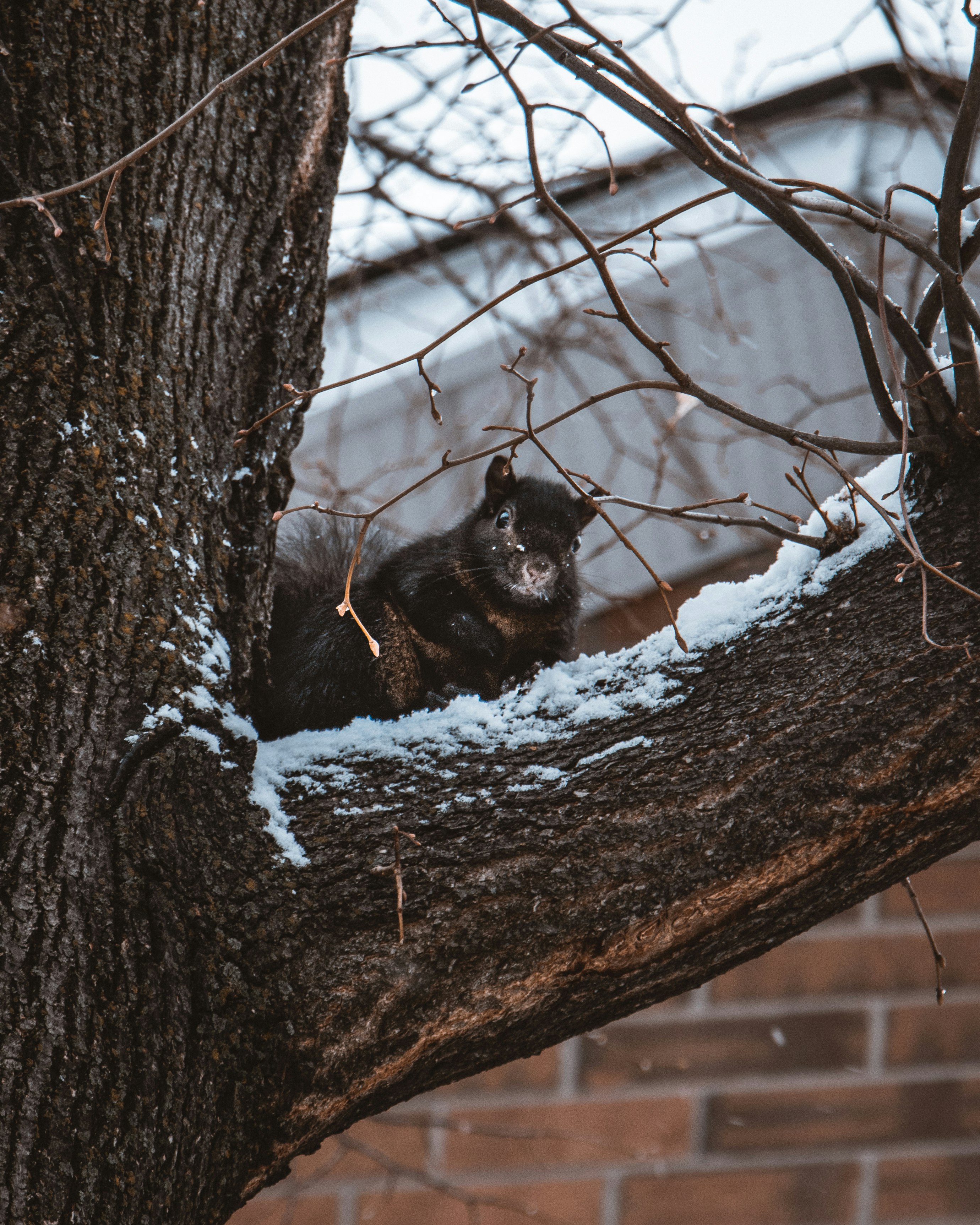 black and brown fox on brown tree trunk during daytime